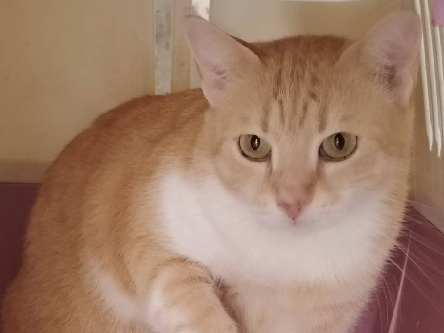 Adozione gatto, femmina, Razza sconosciuta Razza sconosciuta, 4 anni e 11 mesi, taglia non valida, Agrigento