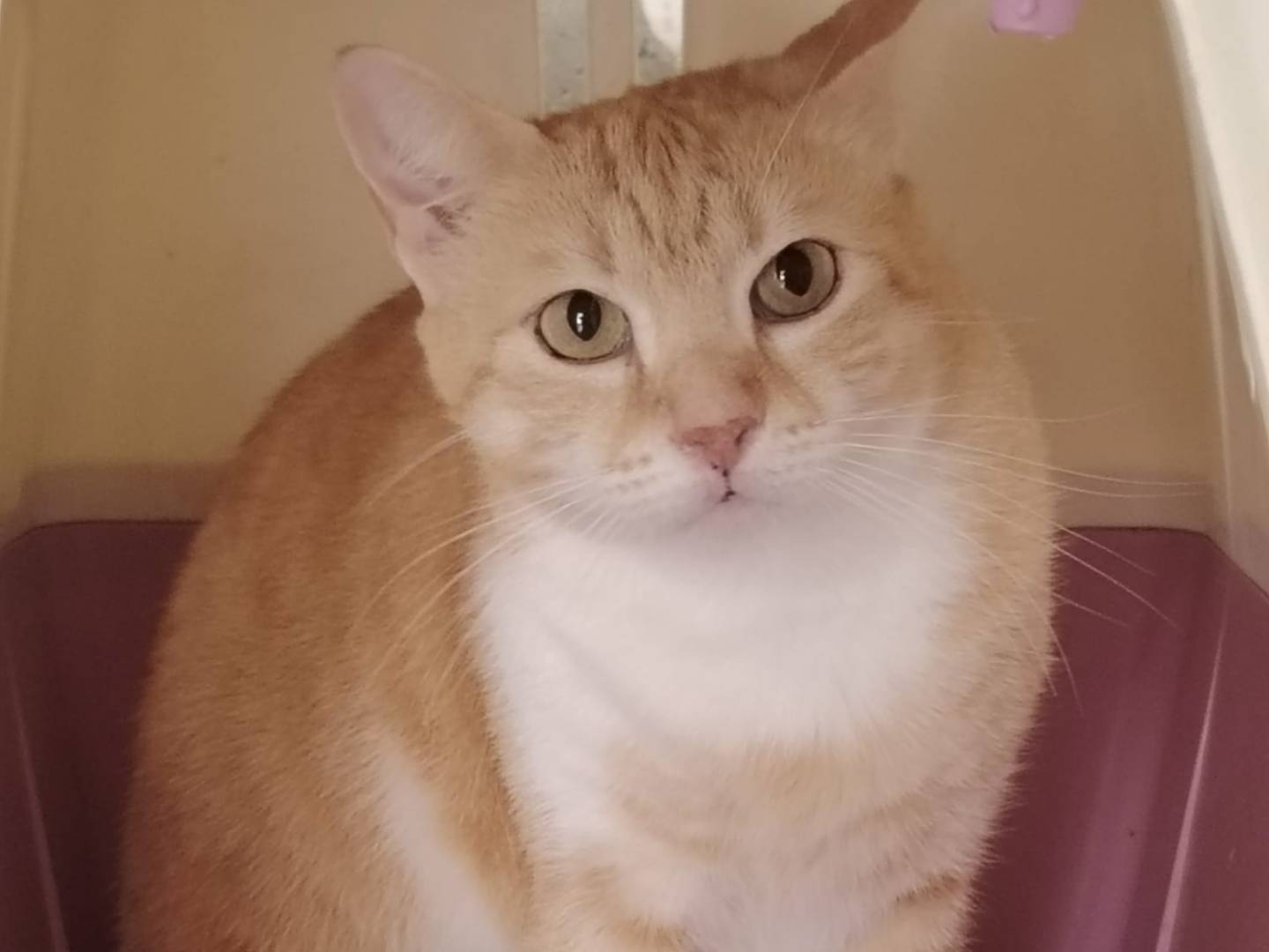 Adotta un gatto, femmina, 4 anni e 11 mesi, Agrigento