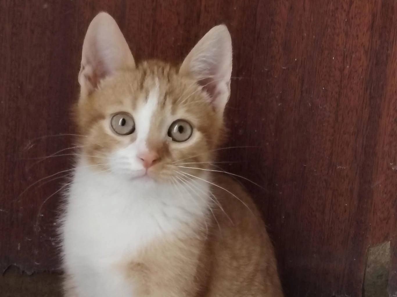 Vuoi adottare un gatto a Agrigento?