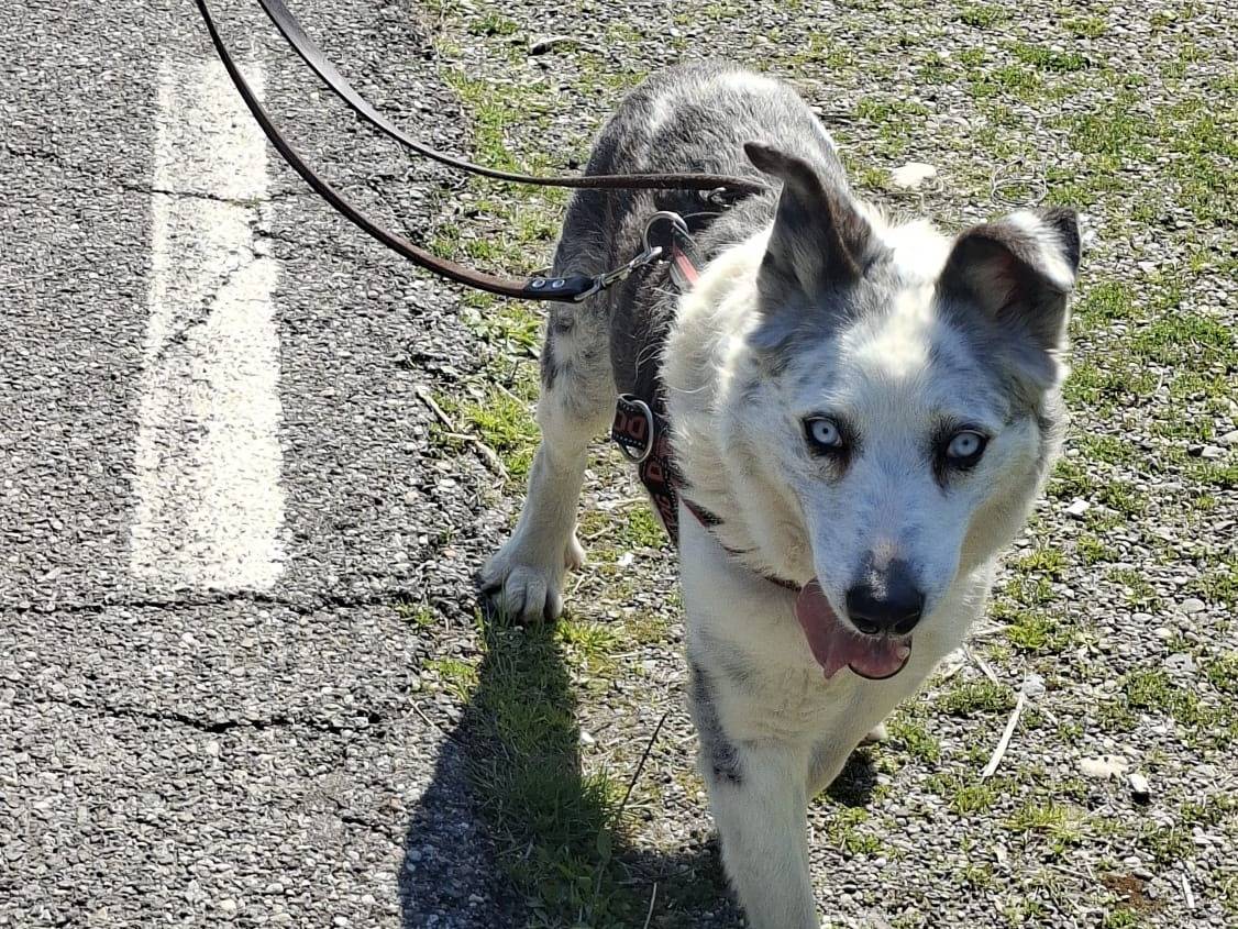 Adozione cane, maschio, Pastore australiano Razza sconosciuta, 14 anni e 3 mesi, taglia media, Novara
