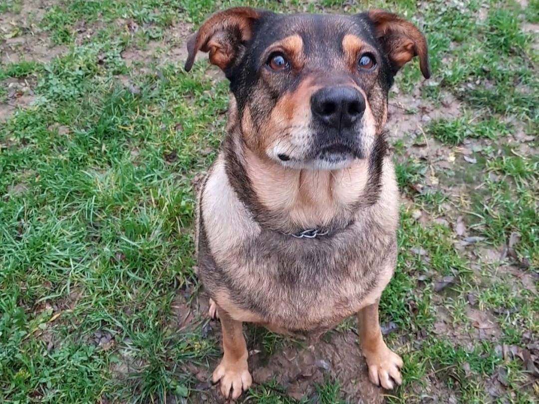 Adozione cane, maschio, Razza sconosciuta Razza sconosciuta, 8 anni e 5 mesi, taglia gigante, Novara