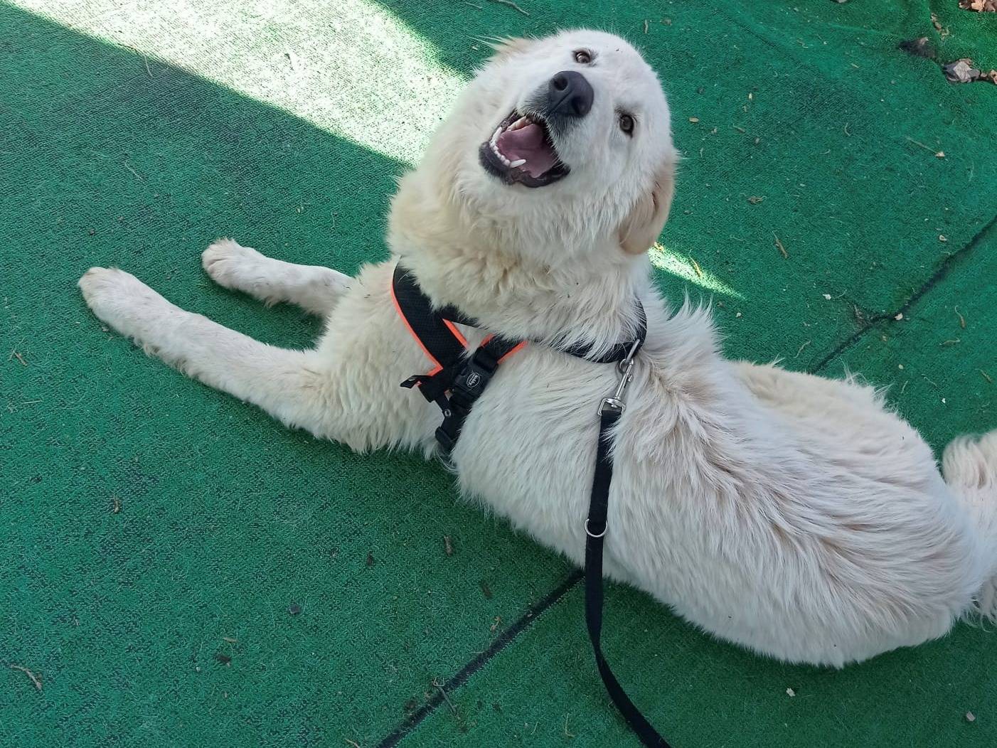 Adozione cane, maschio, Razza sconosciuta Razza sconosciuta, 1 anno e 2 mesi, taglia grande, Cosenza