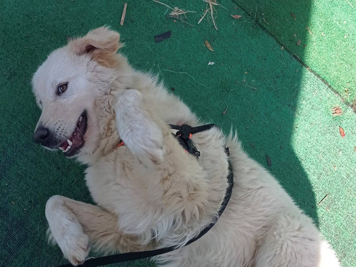 Adotta un cane, maschio, 1 anno e 2 mesi, Cosenza