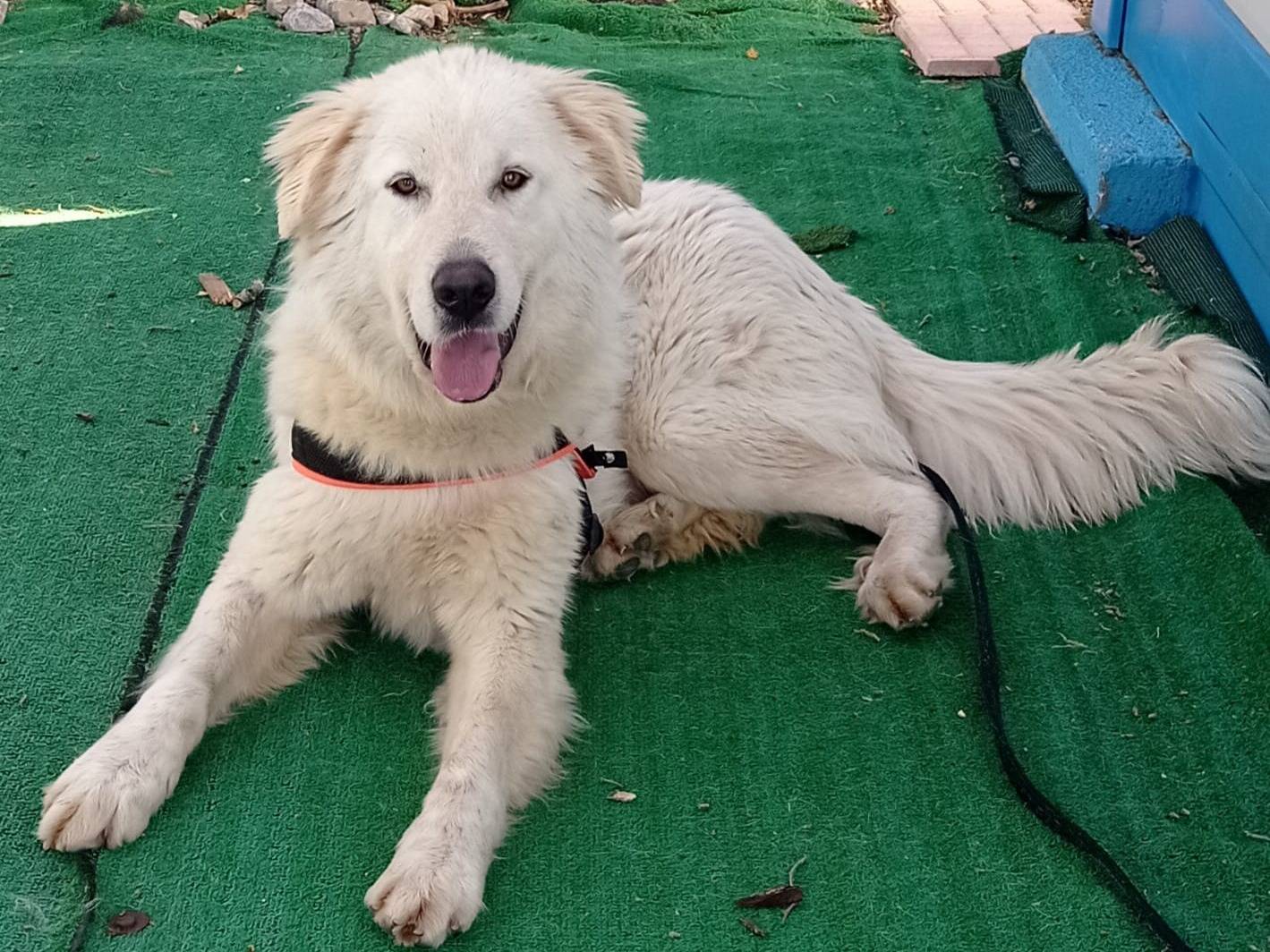 Vuoi adottare un cane a Cosenza?