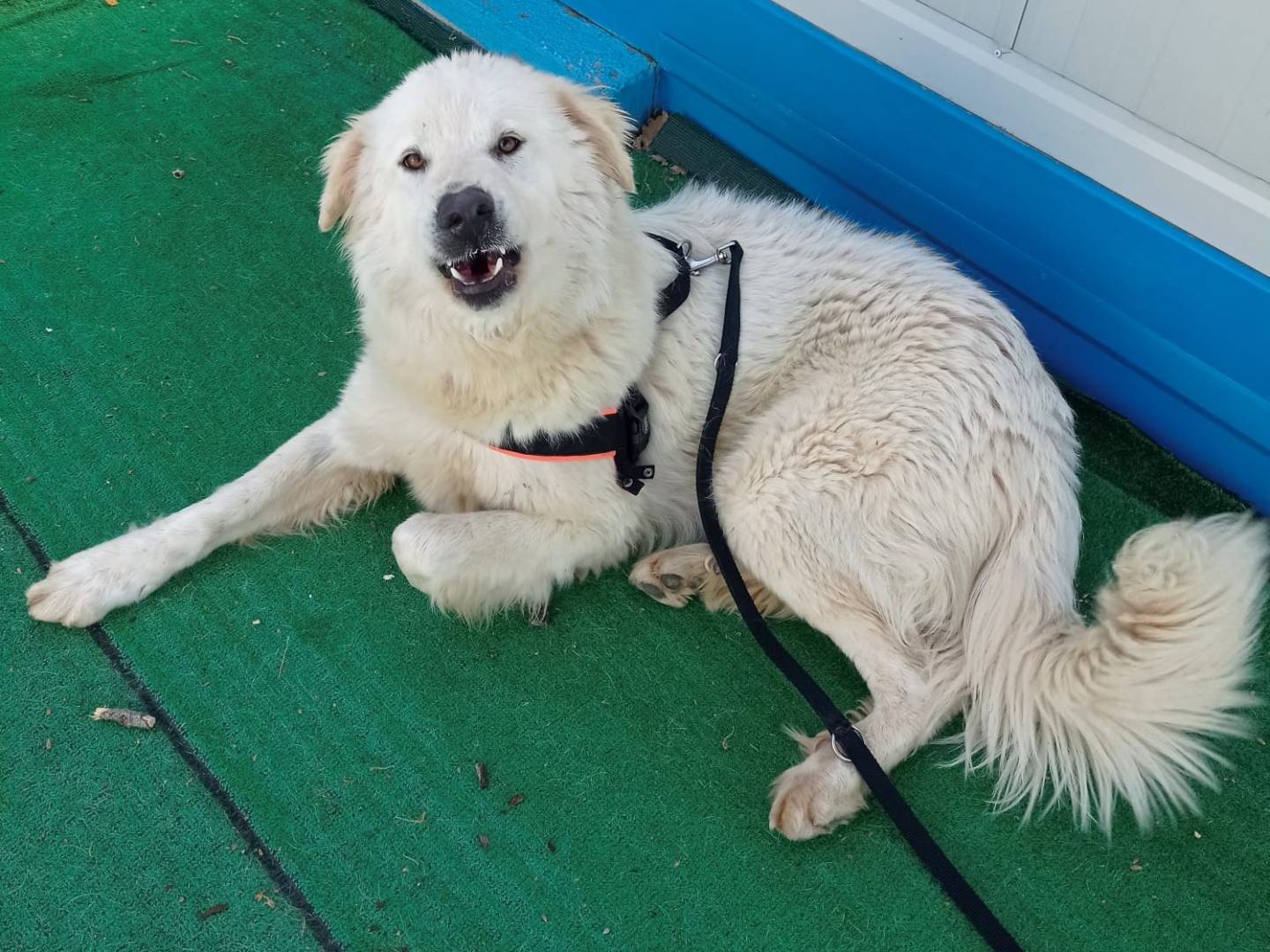 Adotta il cane Maresciallo a Cosenza