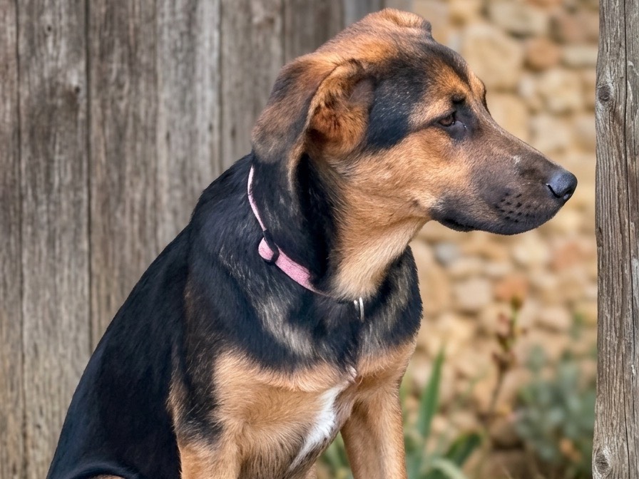 Adozione cane, femmina, Razza sconosciuta Razza sconosciuta, 7 mesi, taglia grande, Savona