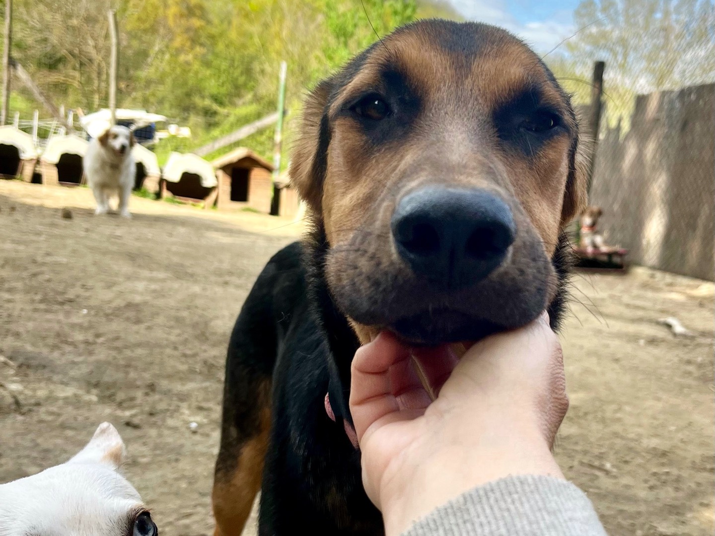 Adotta un cane, taglia grande, femmina, Savona
