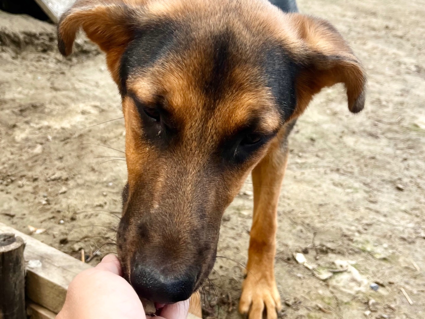 Adotta il cane Astrid a Savona