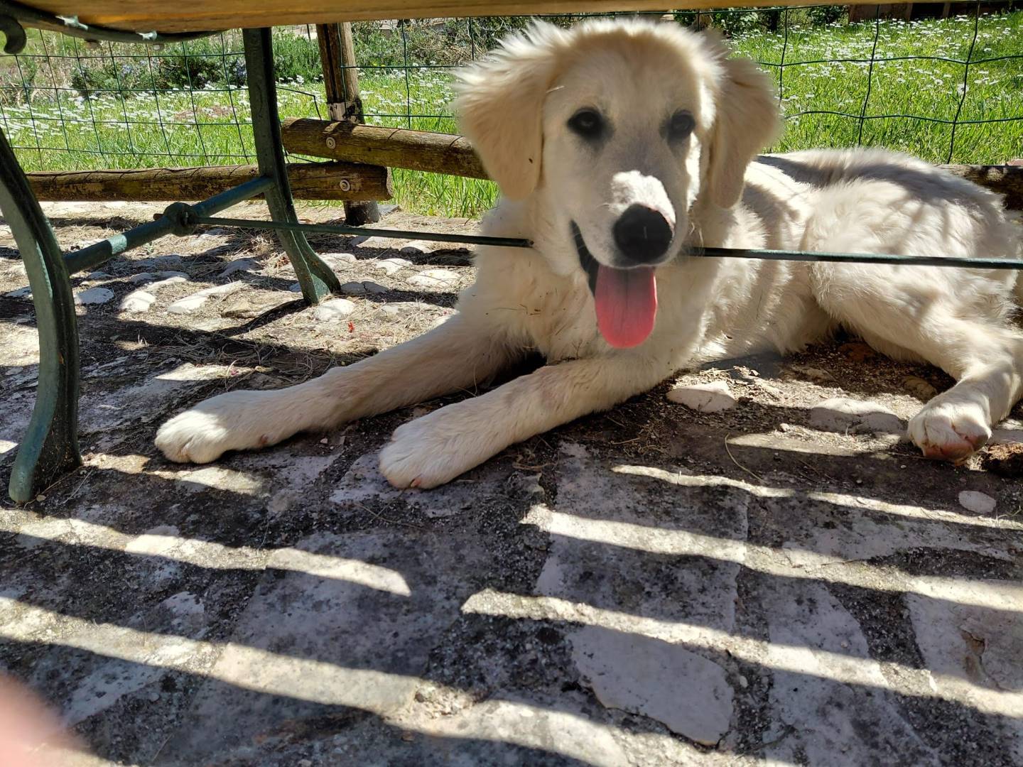 Adozione cane, femmina, Pastore maremmano Razza sconosciuta, 4 mesi, taglia media, Terni