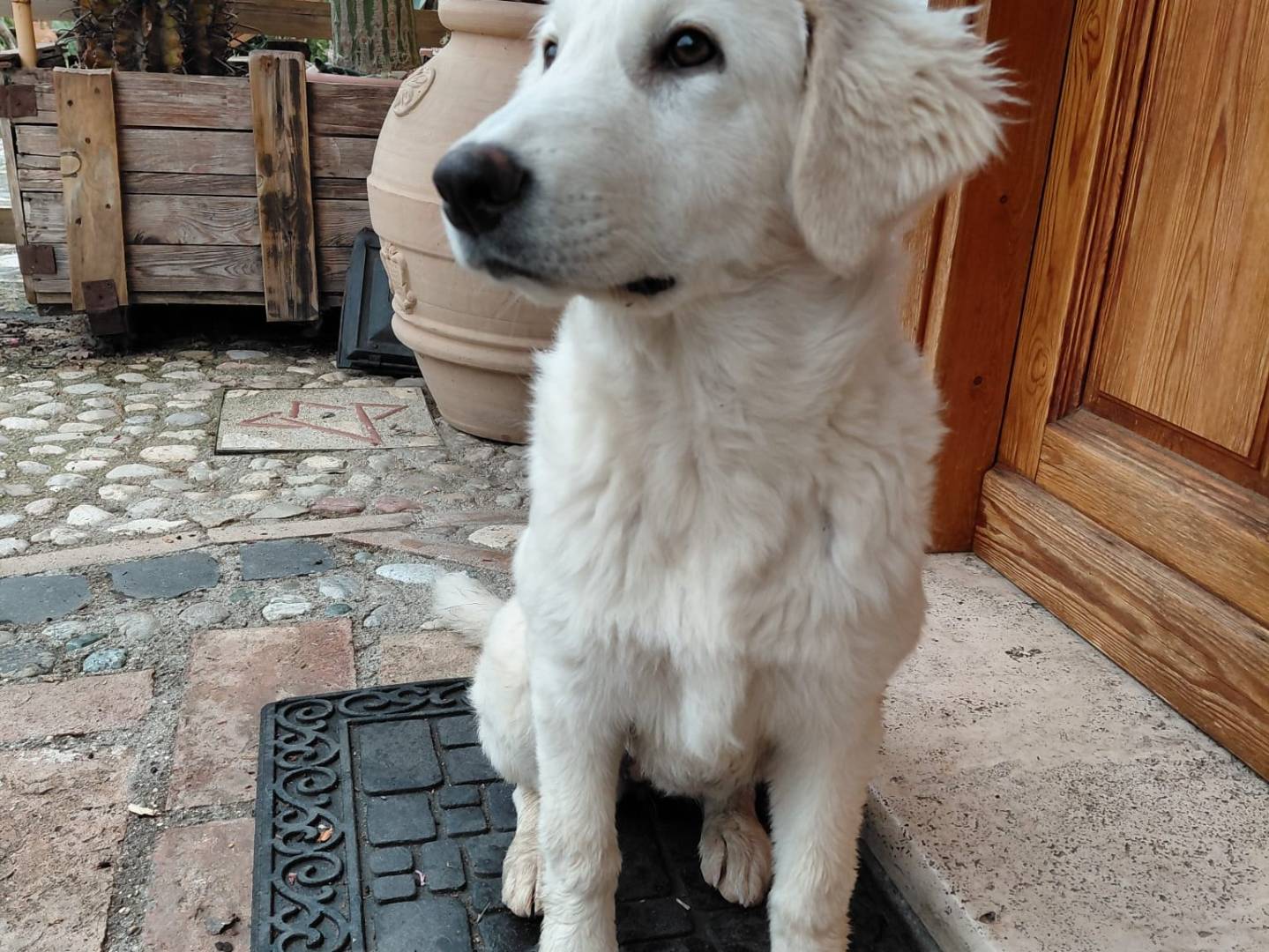 Adotta un cane, femmina, 4 mesi, Terni