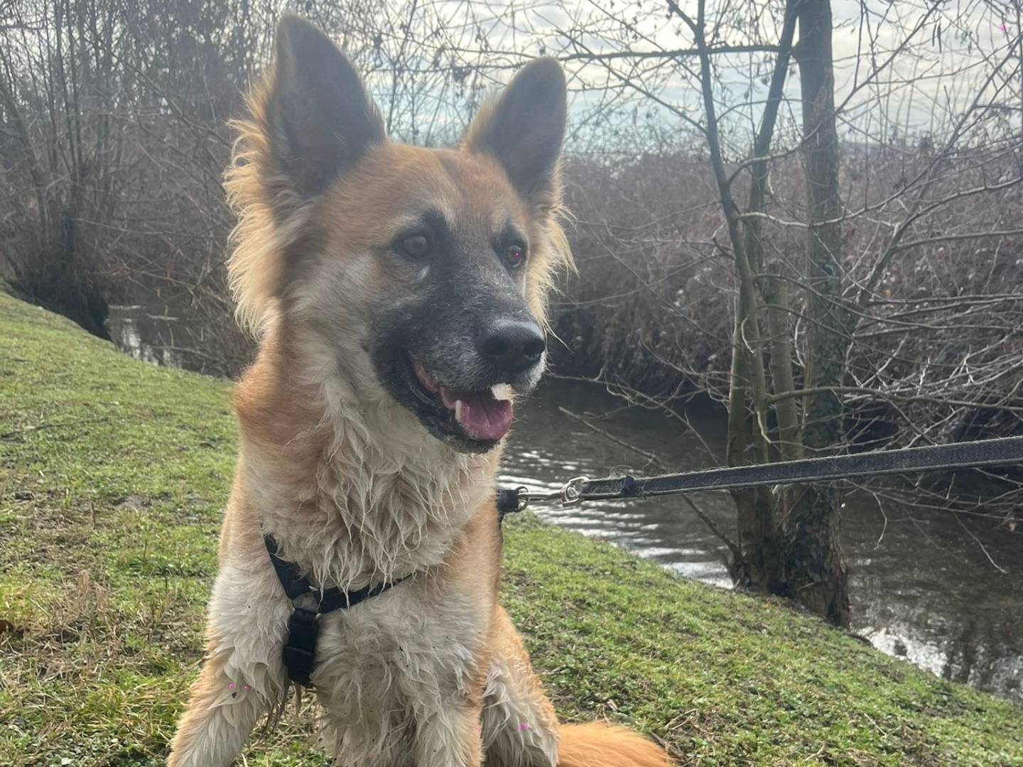 Adotta un cane, maschio, 5 anni e 1 mese, Milano