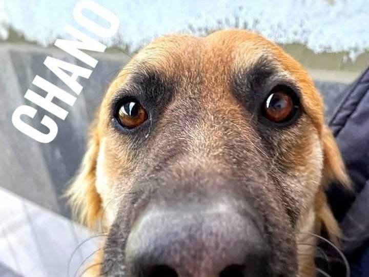 Adotta un cane, taglia media, maschio, Milano