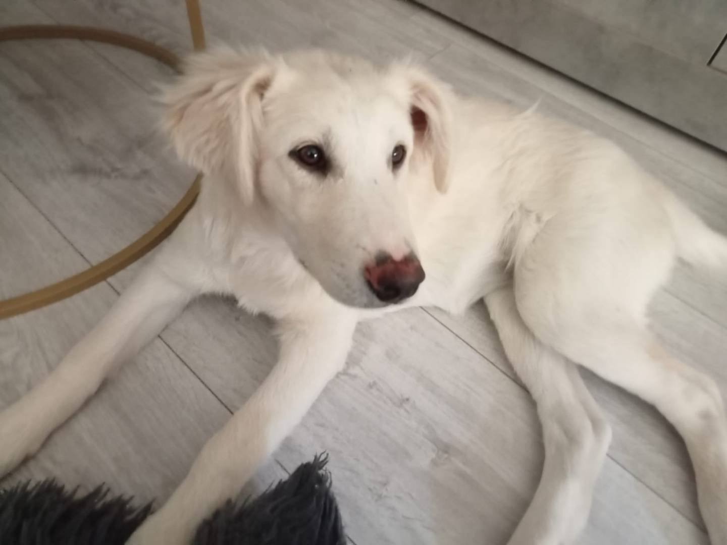 Adozione cane, femmina, Pastore maremmano Razza sconosciuta, 4 mesi, taglia media, Terni