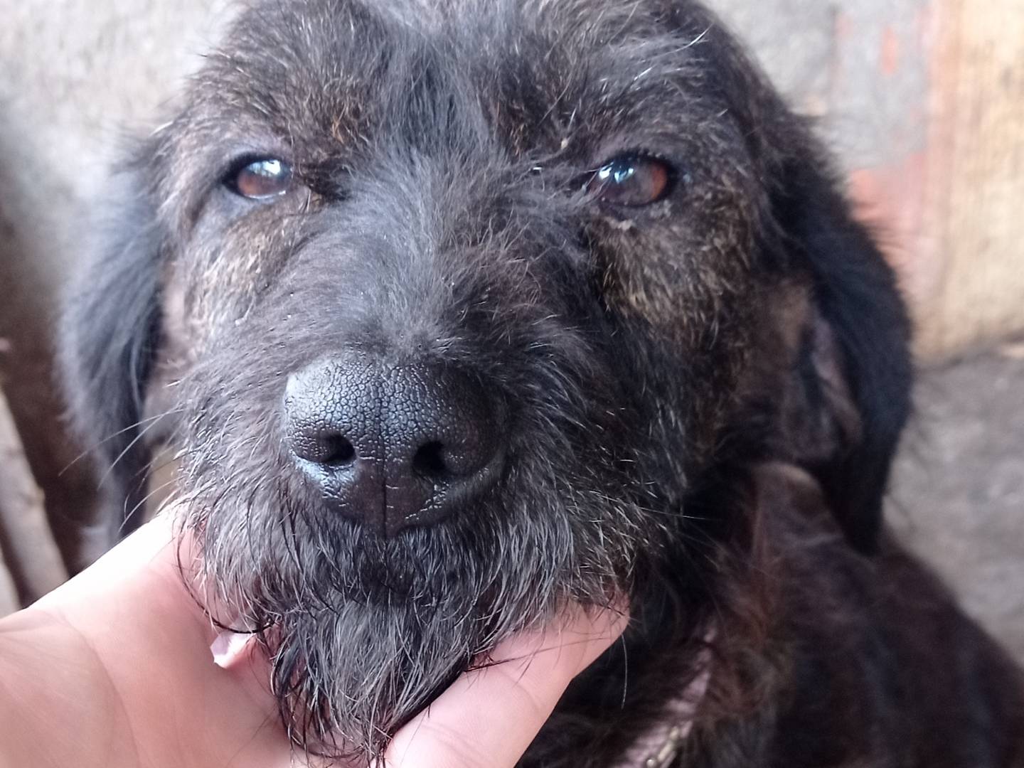 Adozione cane, femmina, Razza sconosciuta Razza sconosciuta, 1 anno e 6 mesi, taglia media contenuta, Catanzaro