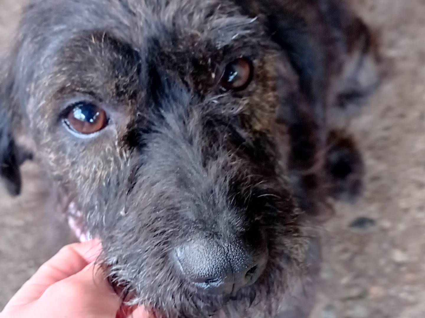Adotta un cane, femmina, 1 anno e 6 mesi, Catanzaro