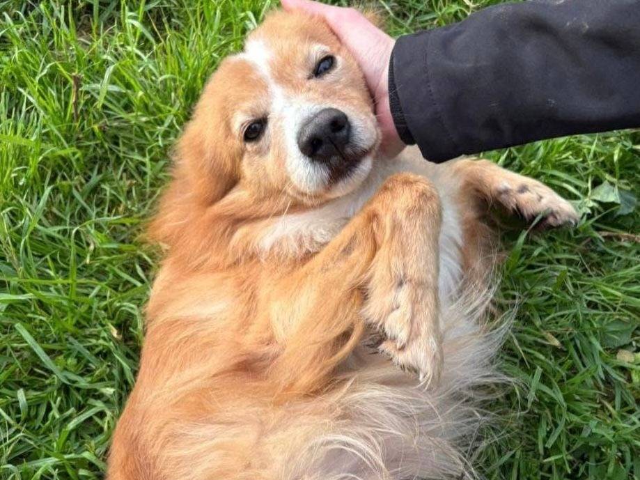 Adozione cane, maschio, Razza sconosciuta Razza sconosciuta, 5 anni e 3 mesi, taglia media contenuta, Crotone