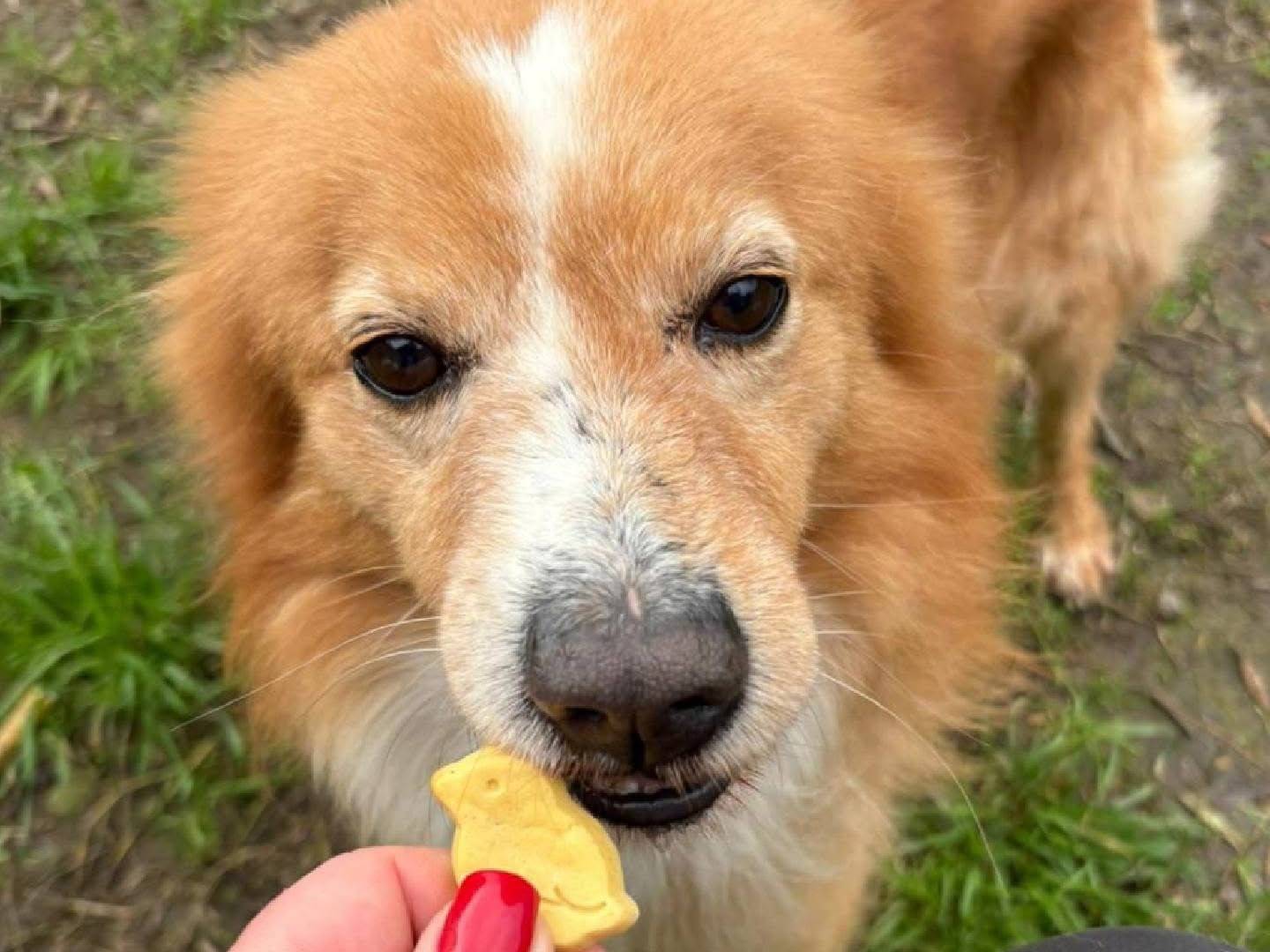 Adotta un cane, maschio, 5 anni e 3 mesi, Crotone