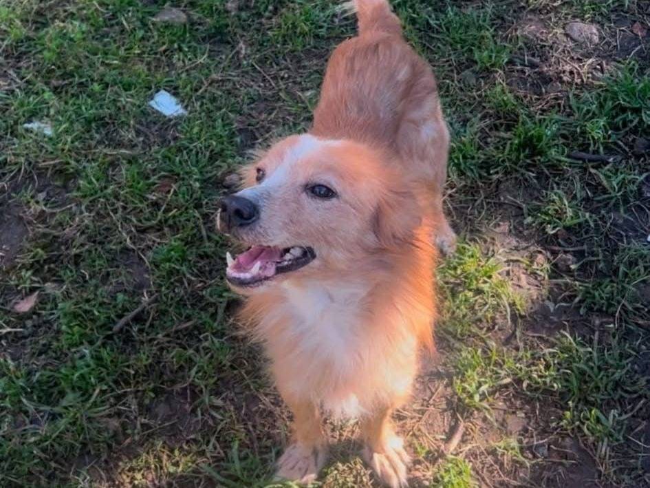 Adotta un cane, taglia media contenuta, maschio, Crotone