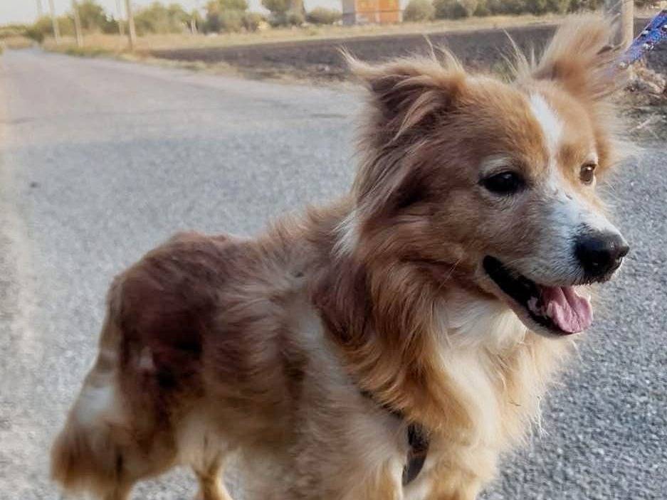 Vuoi adottare un cane a Crotone?