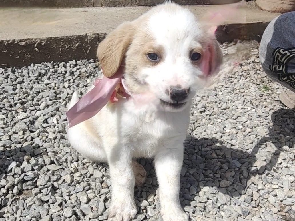 Adozione cane, femmina, Razza sconosciuta Razza sconosciuta, 3 mesi, taglia media, Vibo