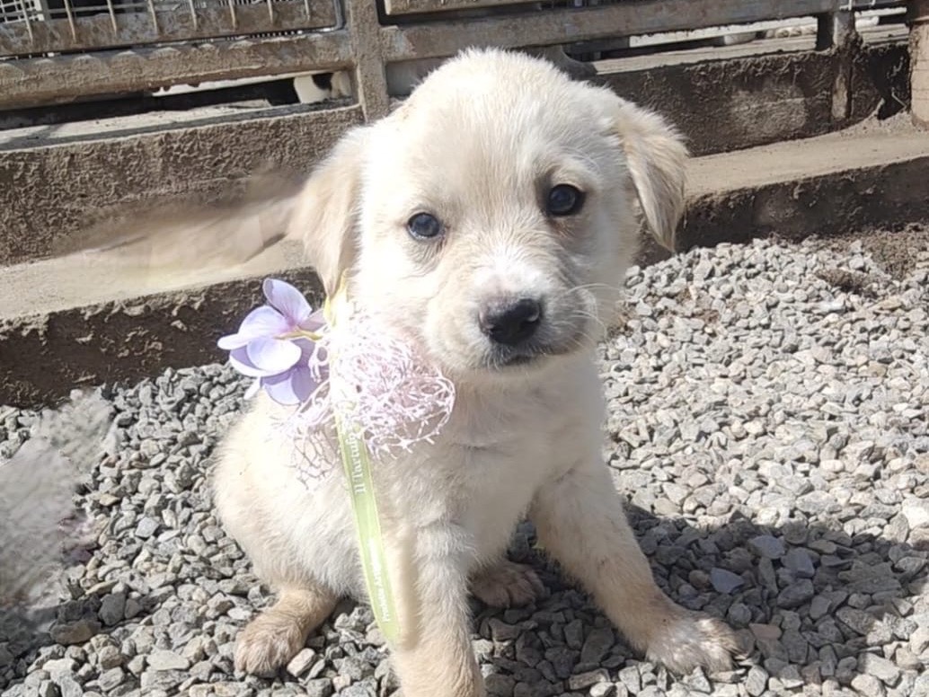 Adozione cane, femmina, Razza sconosciuta Razza sconosciuta, 3 mesi, taglia media, Vibo