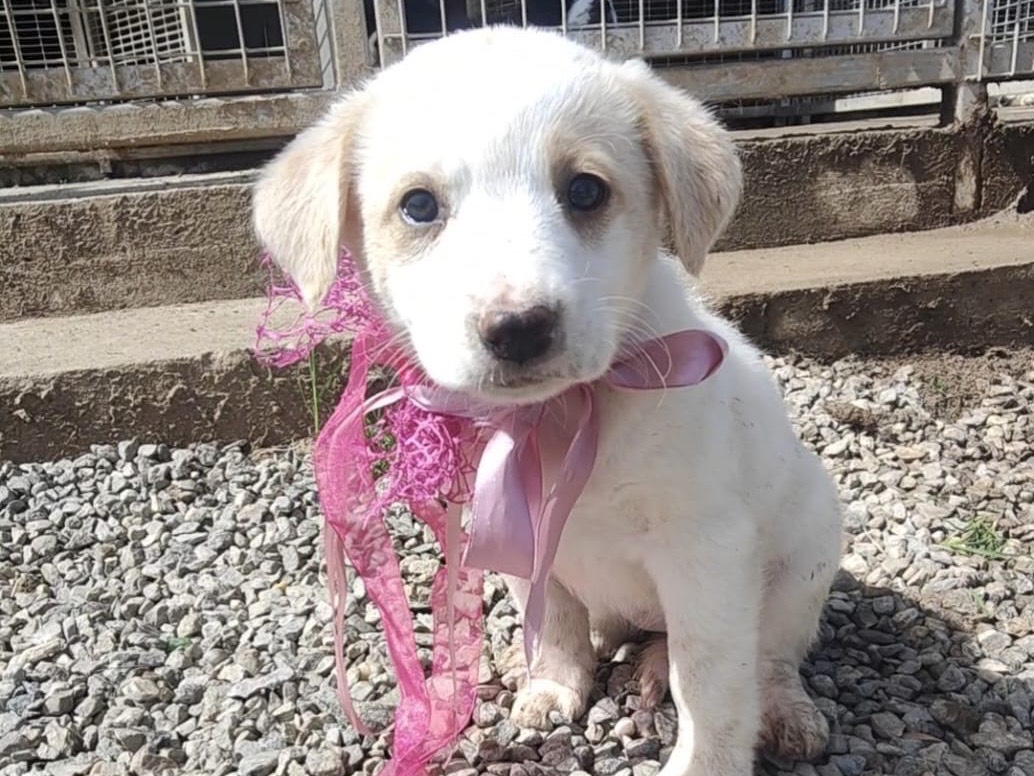 Adozione cane, femmina, Razza sconosciuta Razza sconosciuta, 3 mesi, taglia media, Vibo