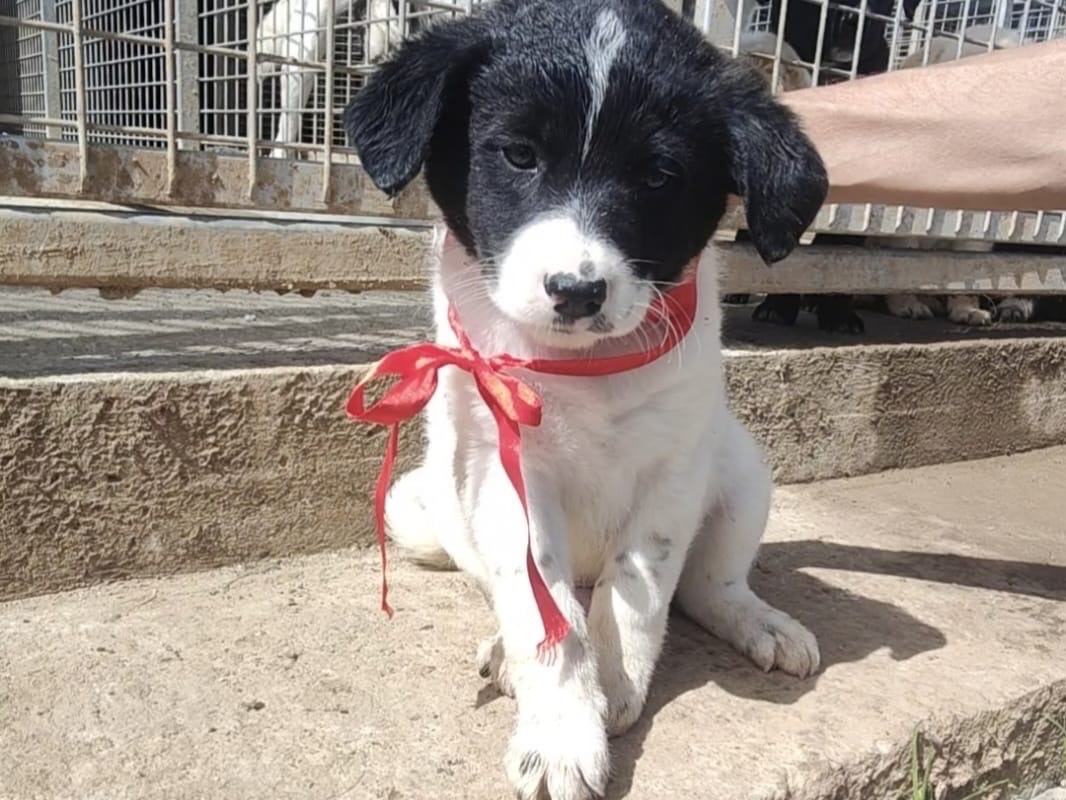 Adozione cane, maschio, Razza sconosciuta Razza sconosciuta, 3 mesi, taglia media, Vibo