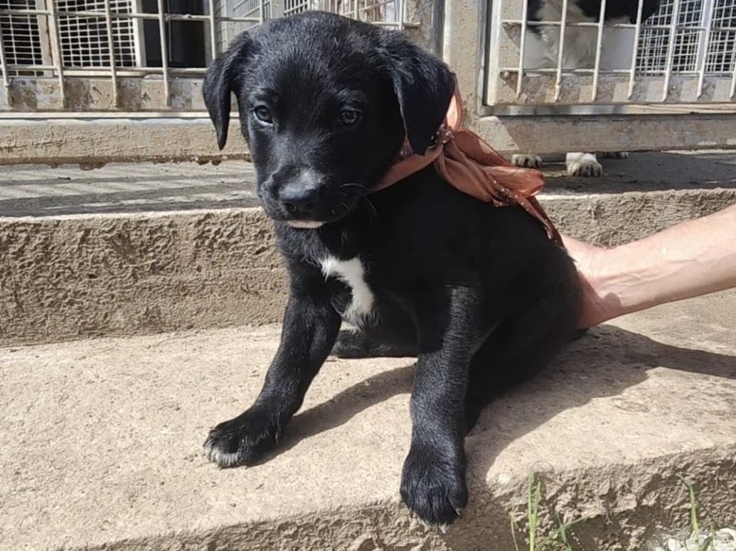 Adozione cane, maschio, Razza sconosciuta Razza sconosciuta, 3 mesi, taglia media, Vibo