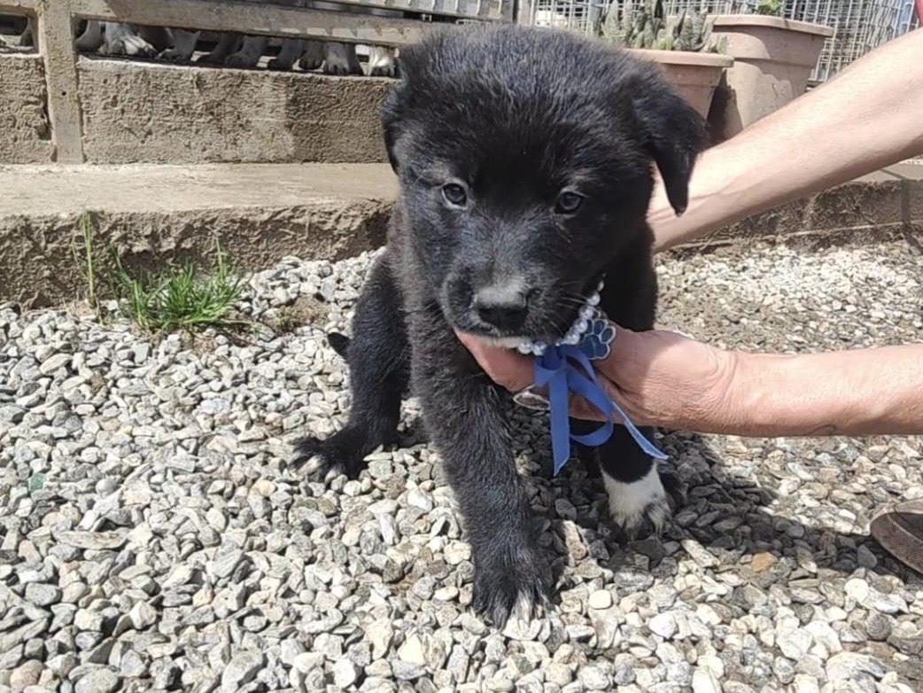 Adozione cane, maschio, Razza sconosciuta Razza sconosciuta, 3 mesi, taglia media, Vibo