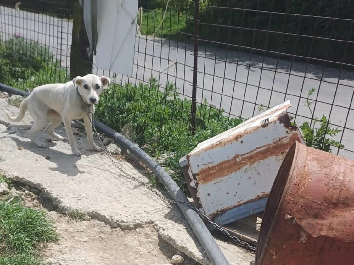 Adozione cane, femmina, Razza sconosciuta Razza sconosciuta, 2 anni e 2 mesi, taglia media, Vibo
