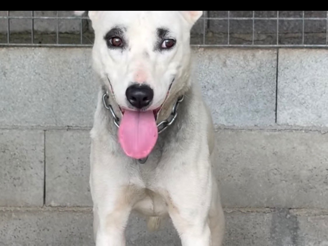 Adotta un cane, femmina, 2 anni e 2 mesi, Vibo