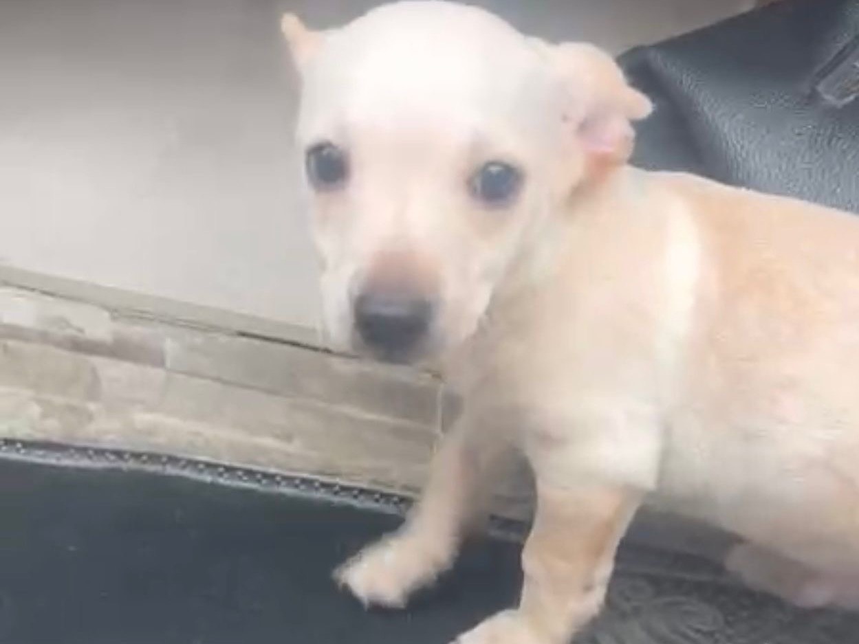 Adozione cane, maschio, Razza sconosciuta Razza sconosciuta, 2 mesi, taglia piccola, Milano