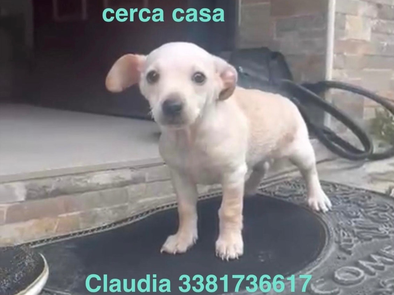 Adotta un cane, maschio, 2 mesi, Milano