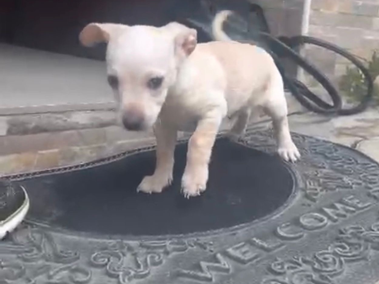 Adotta un cane, taglia piccola, maschio, Milano