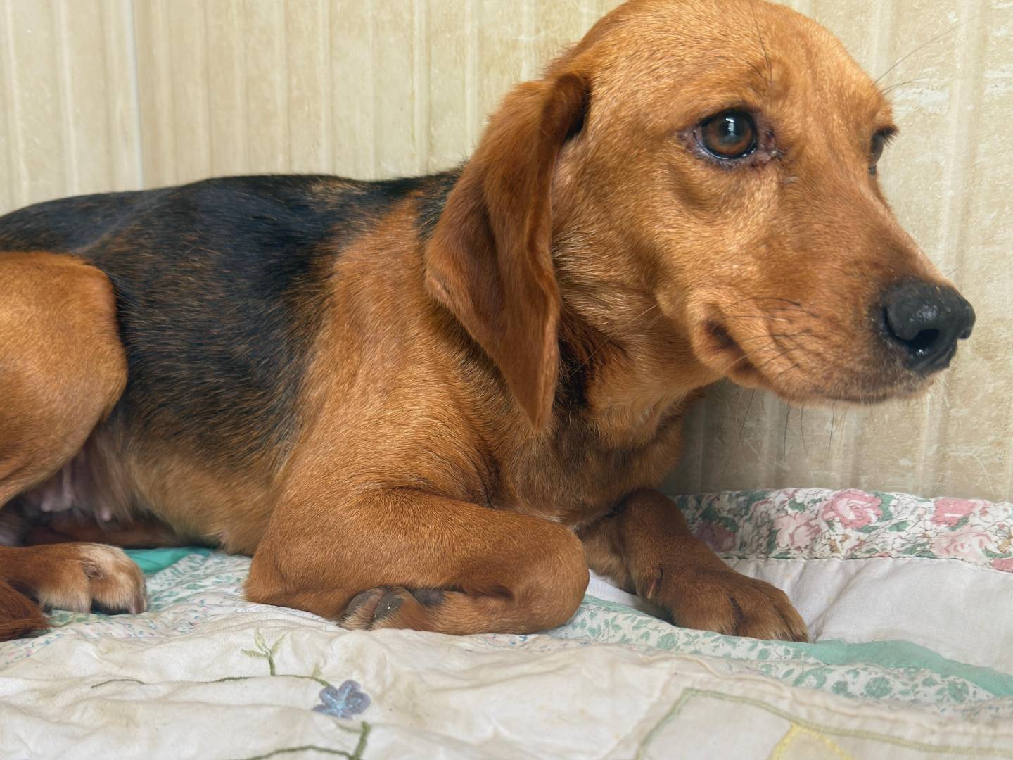 Adozione cane, femmina, Bassotto Razza sconosciuta, 1 anno e 3 mesi, taglia piccola, Trapani