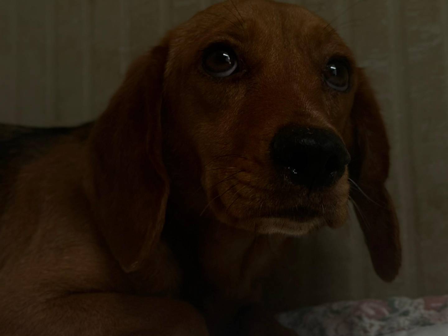 Adotta un cane, femmina, 1 anno e 3 mesi, Trapani