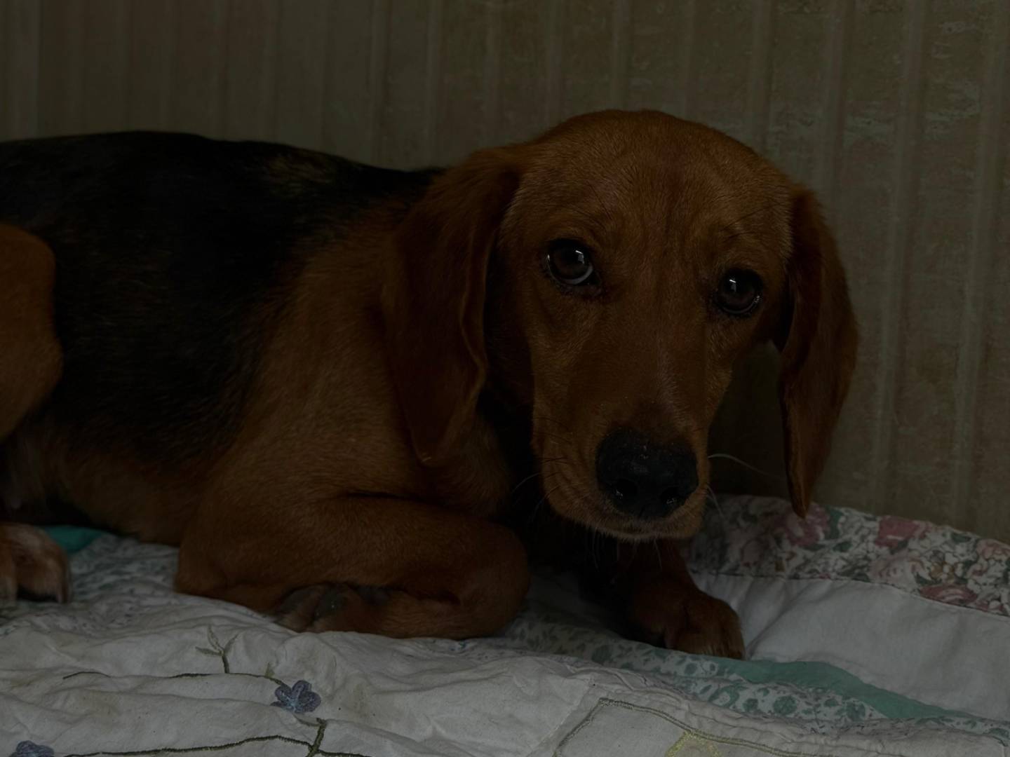 Adotta un cane, taglia piccola, femmina, Trapani