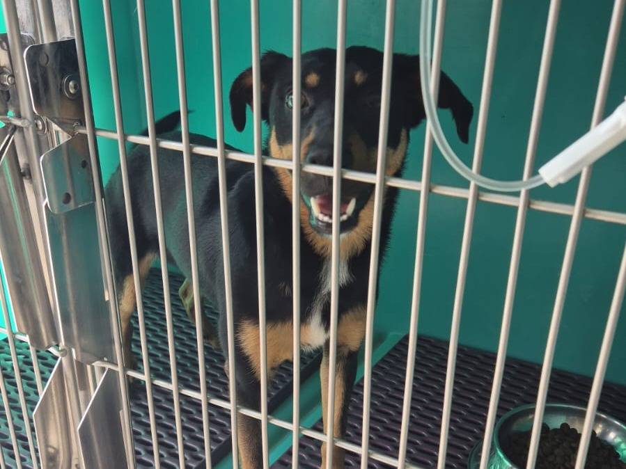 Adozione cane, maschio, Pinscher Razza sconosciuta, 8 mesi, taglia piccola, Trapani