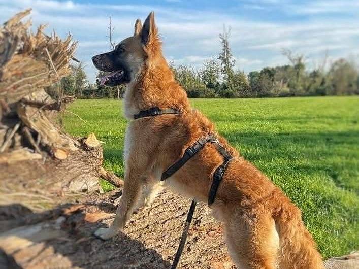 Adozione cane, maschio, Razza sconosciuta Razza sconosciuta, 5 anni e 1 mese, taglia media, Milano