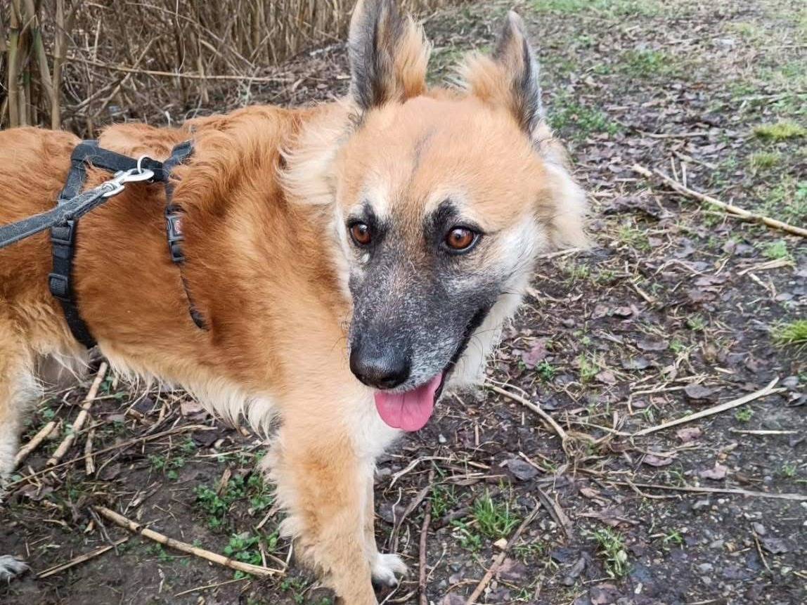 Vuoi adottare un cane a Milano?