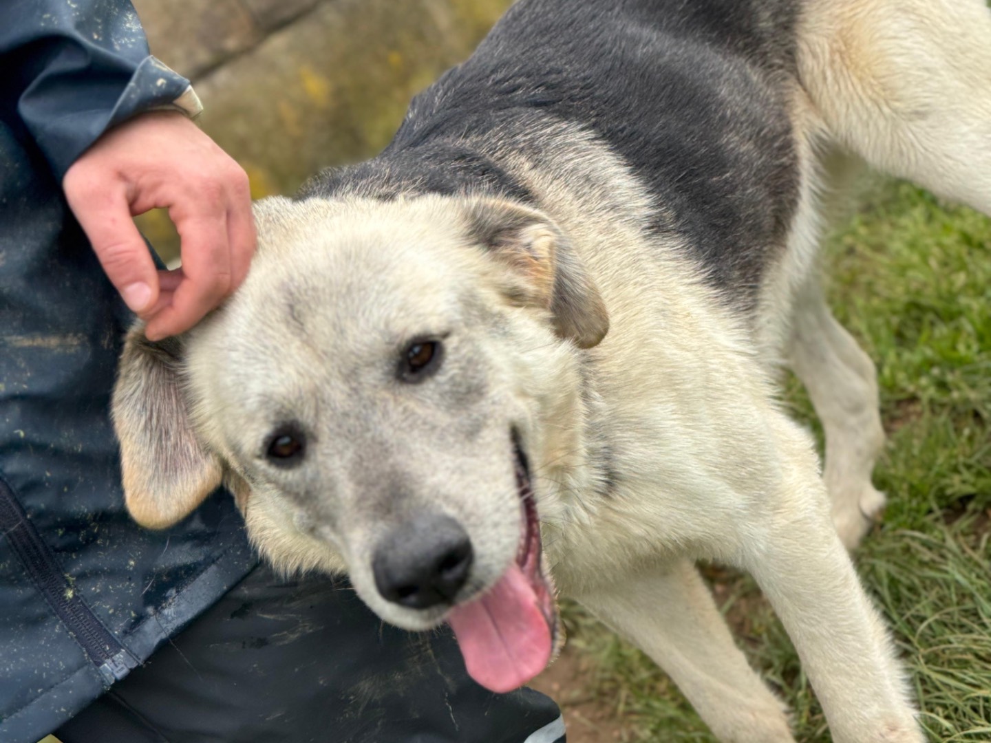 Adozione cane, maschio, Razza sconosciuta Razza sconosciuta, 5 anni e 2 mesi, taglia media, Frosinone