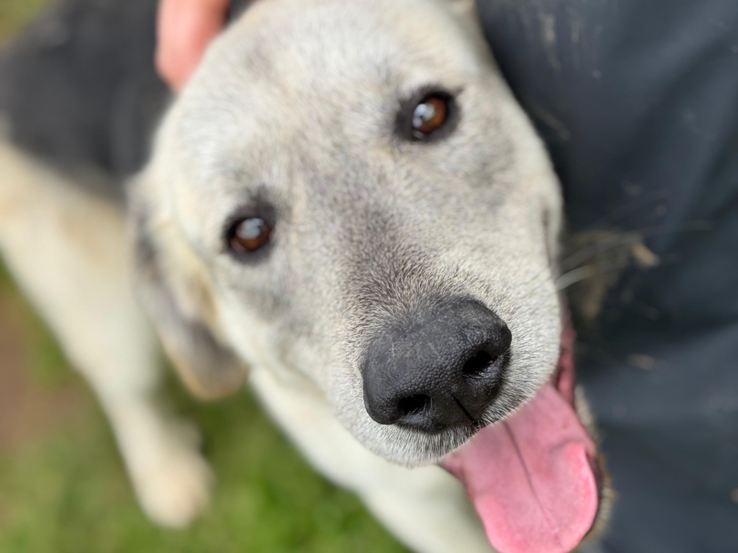 Adotta un cane, maschio, 5 anni e 2 mesi, Frosinone