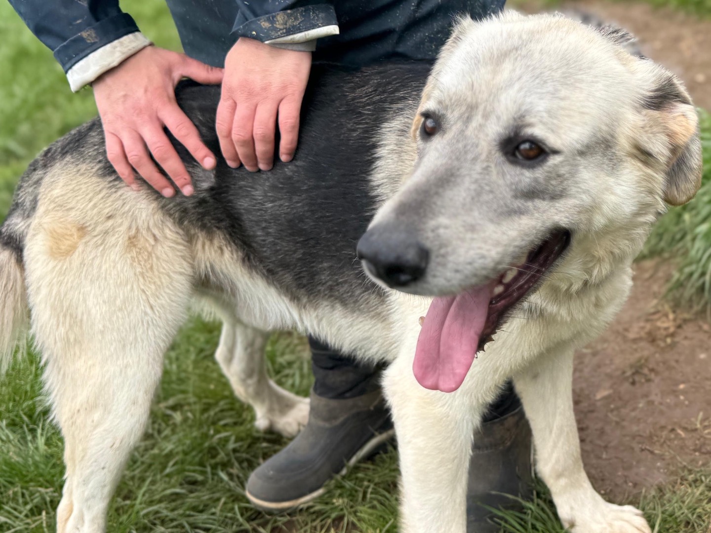 Adotta un cane, taglia media, maschio, Frosinone