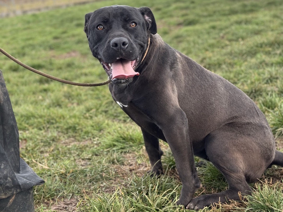 Adotta un cane, taglia media, femmina, Frosinone