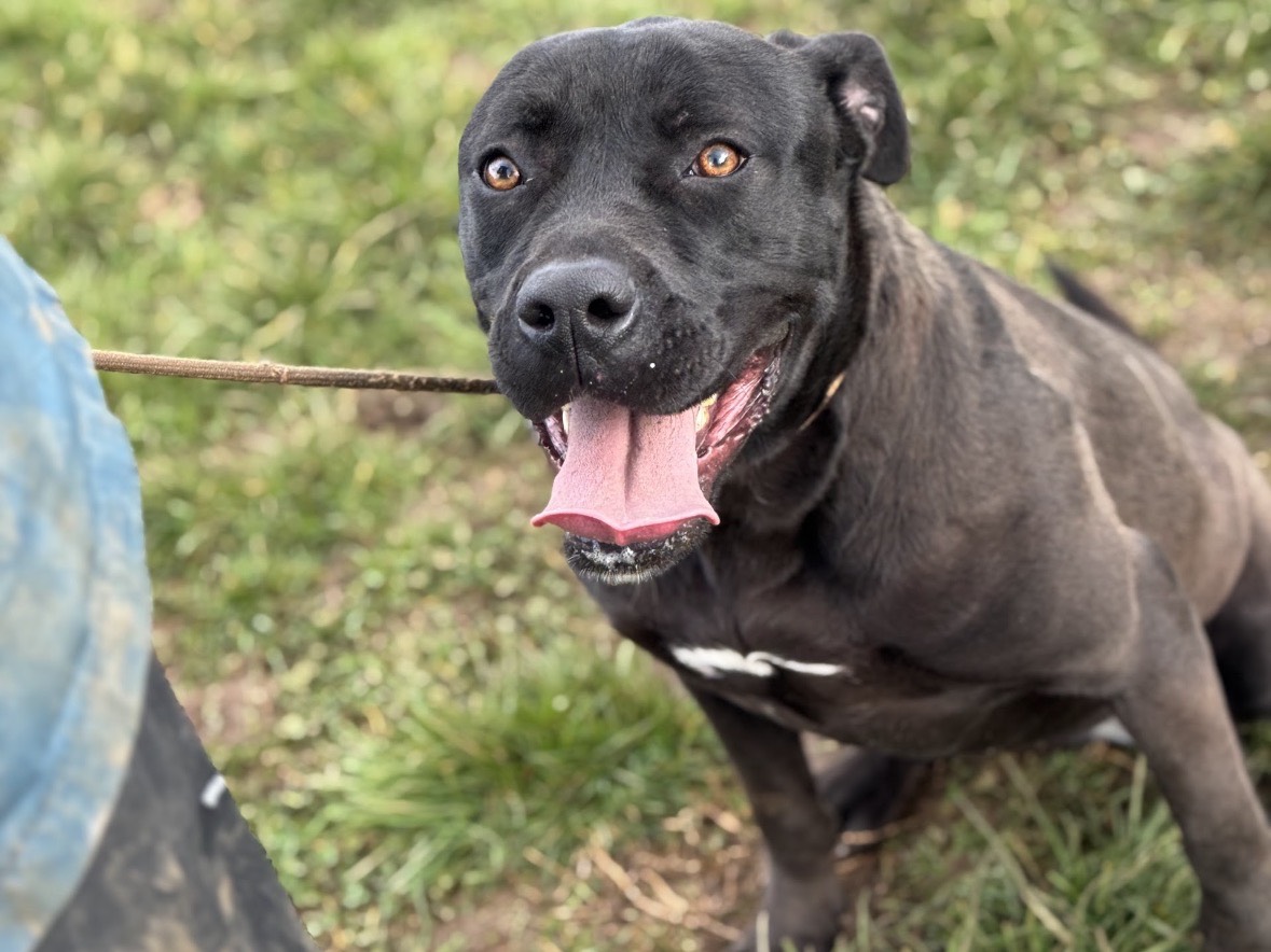 Adotta il cane Ombra a Frosinone