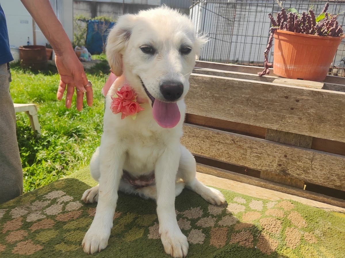 Adozione cane, femmina, Razza sconosciuta Razza sconosciuta, 5 mesi, taglia grande, Vibo
