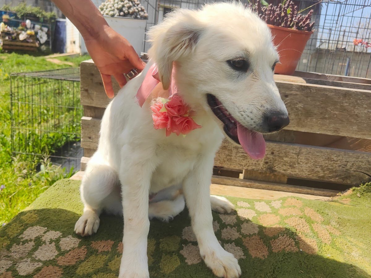 Adotta il cane Blanca  a Vibo