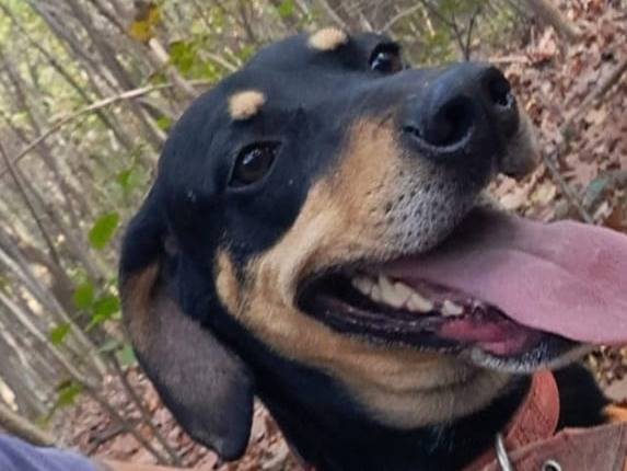 Adozione cane, femmina, Razza sconosciuta Razza sconosciuta, 3 anni e 9 mesi, taglia media contenuta, Milano