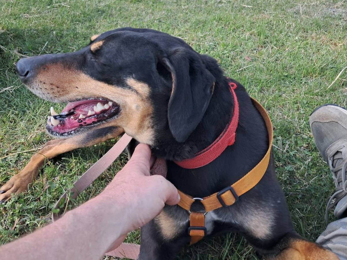 Adotta un cane, femmina, 3 anni e 9 mesi, Milano