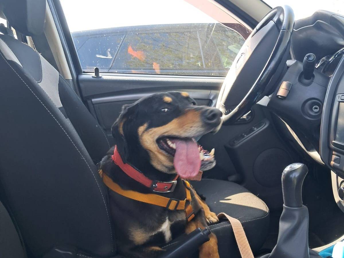 Adotta un cane, taglia media contenuta, femmina, Milano